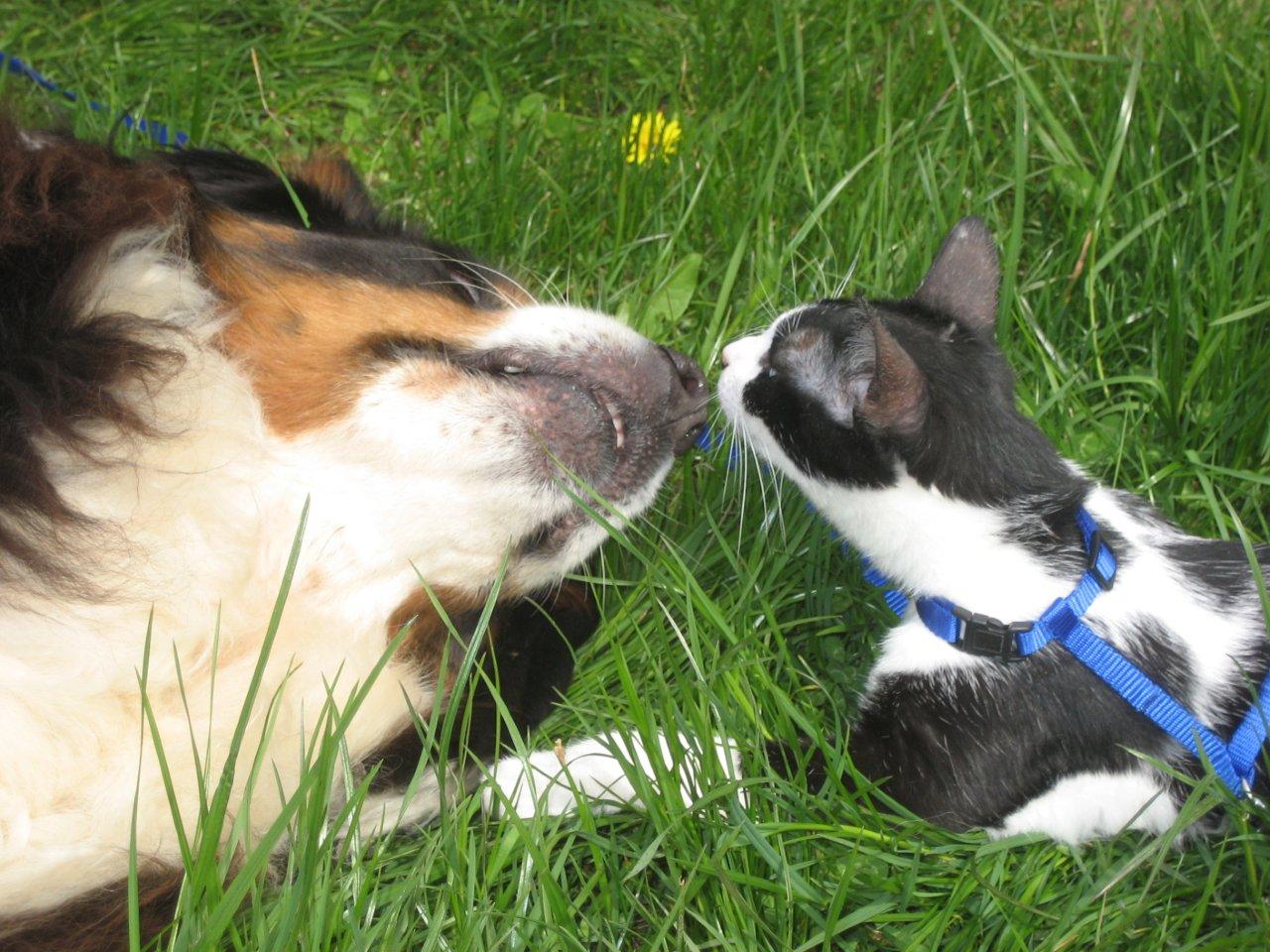katze und hund im gras