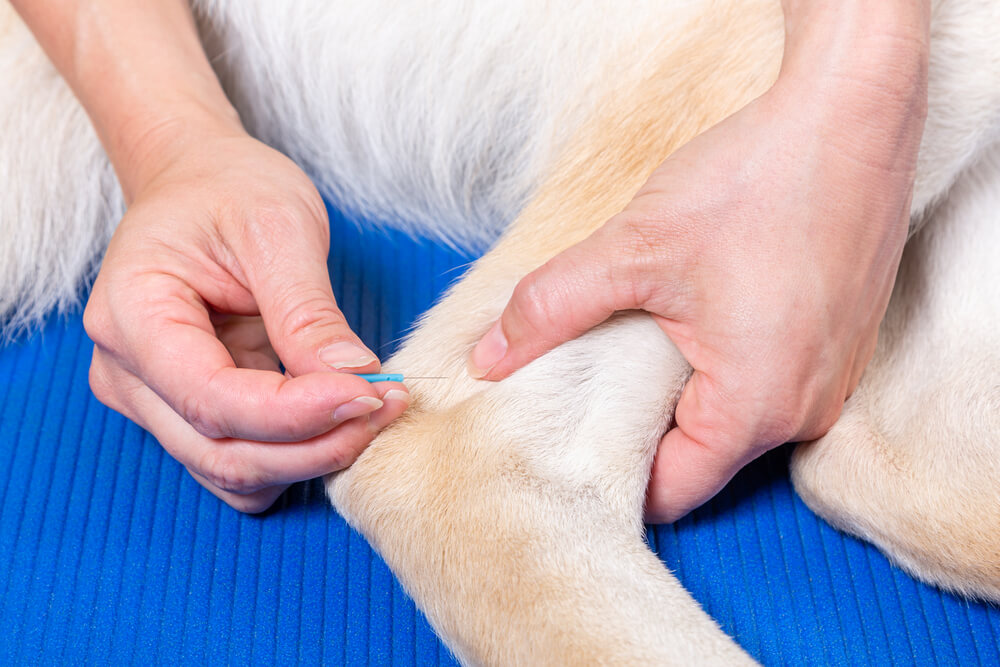 Akupunktur Hund Hinterbein (1)