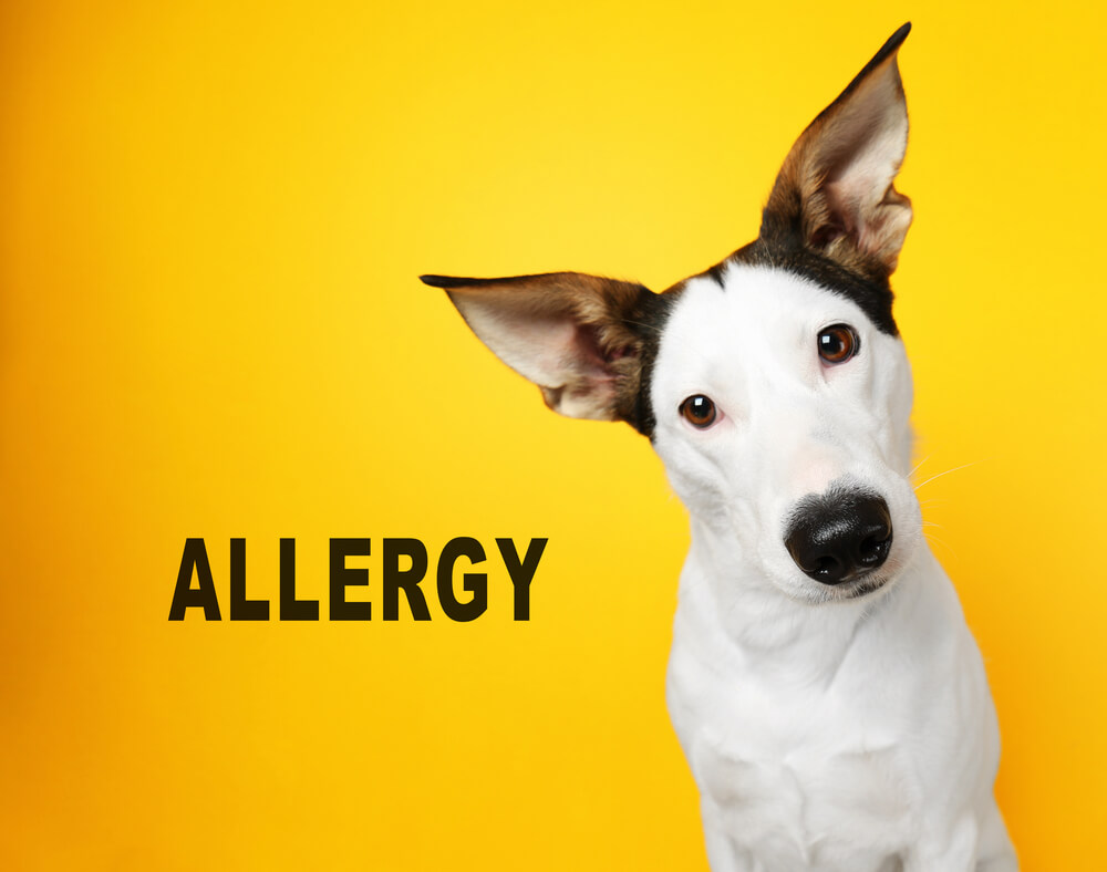 Allergiepodcast Hund klein