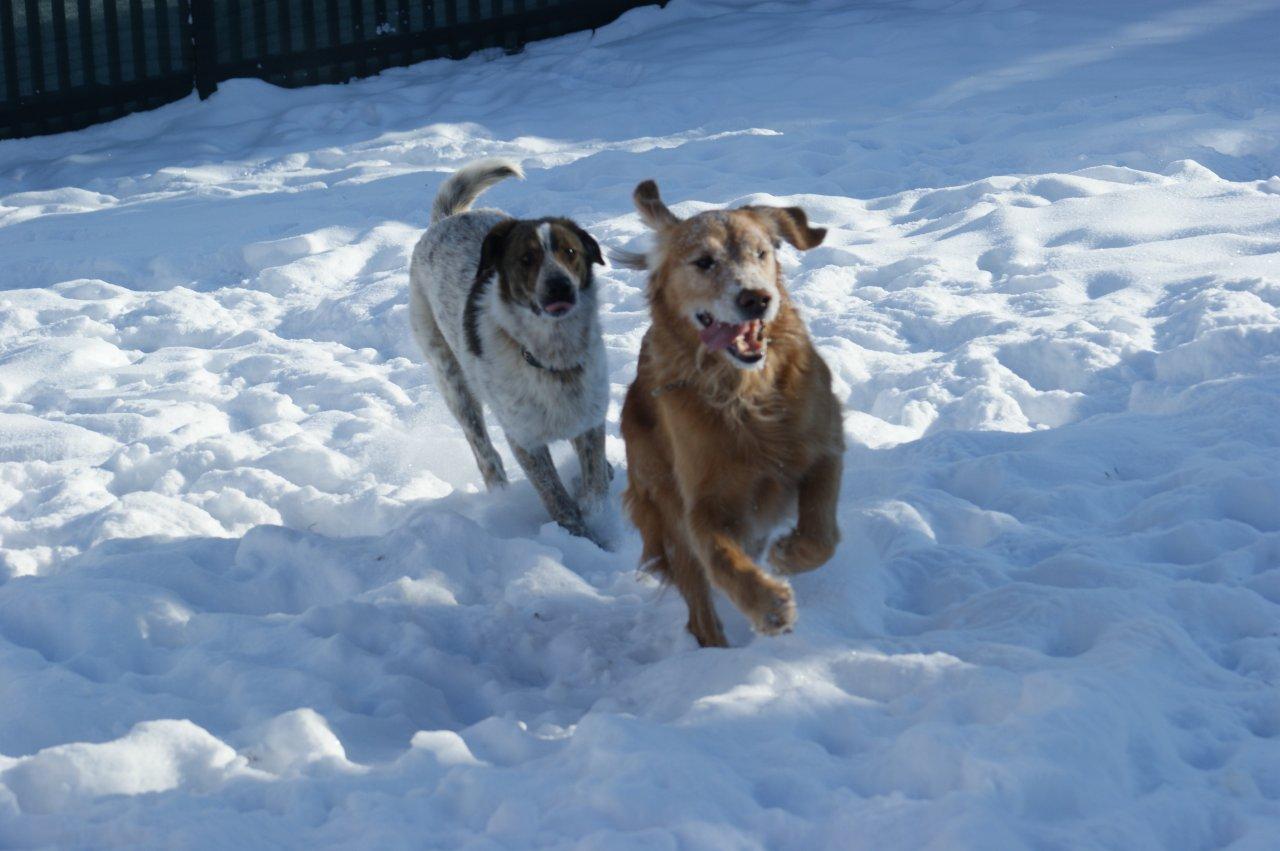 hunde spielen im schnee