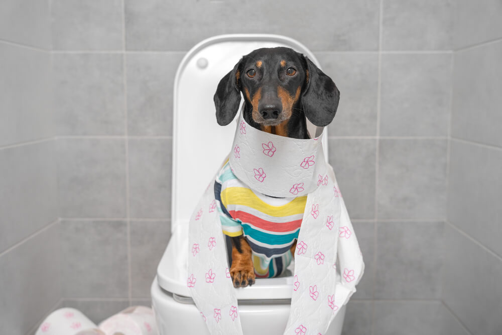 Dackel Toilette (1)