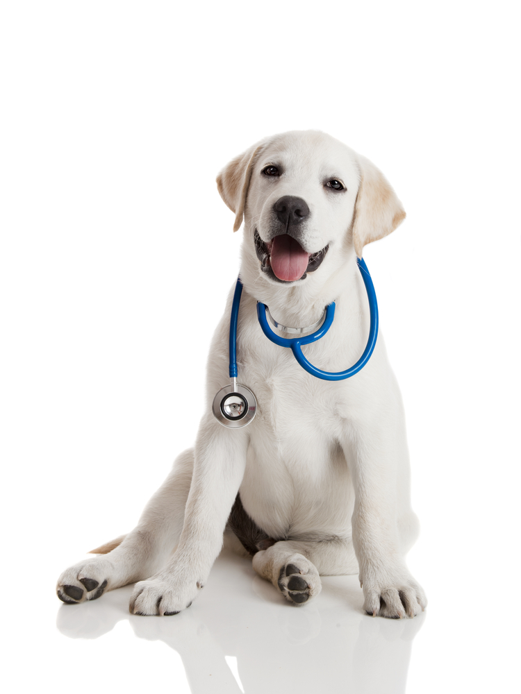 veterinarian dog