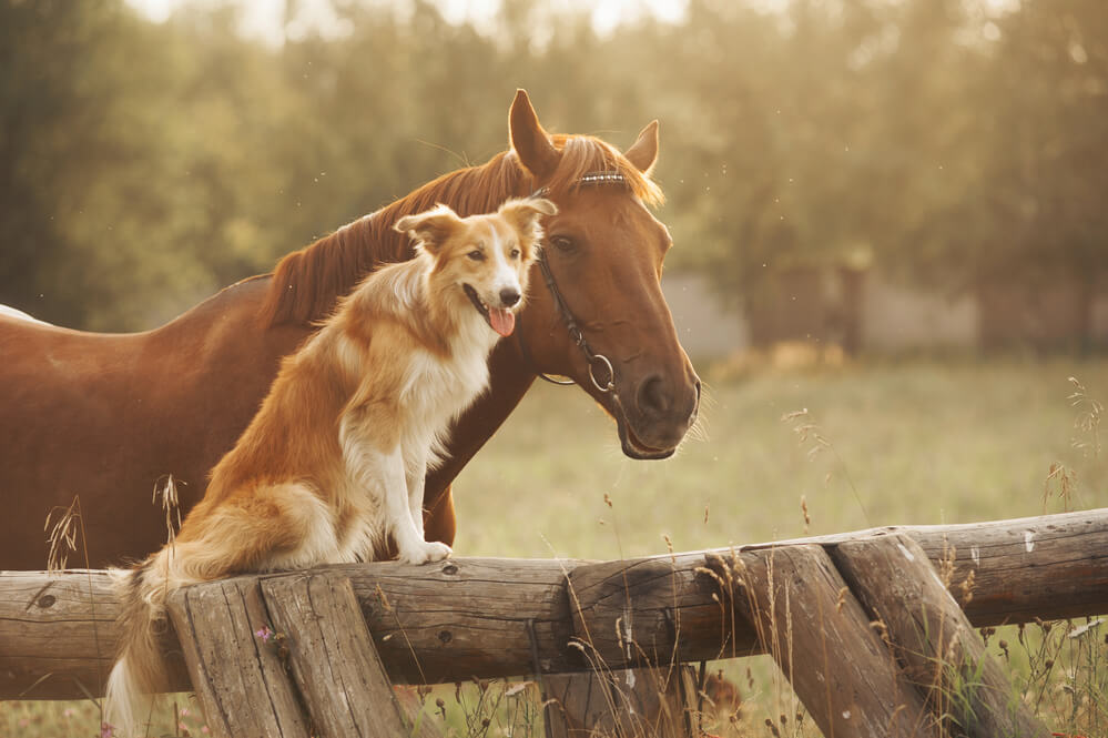 Hund und Pferd Zaun klein