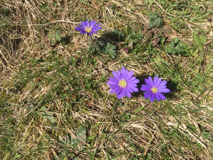 blüten