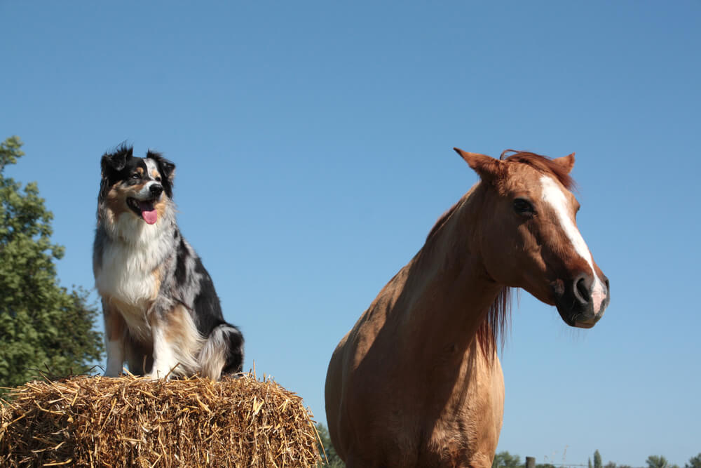 Natalie Klug Lifewave Physiotherapie Hund