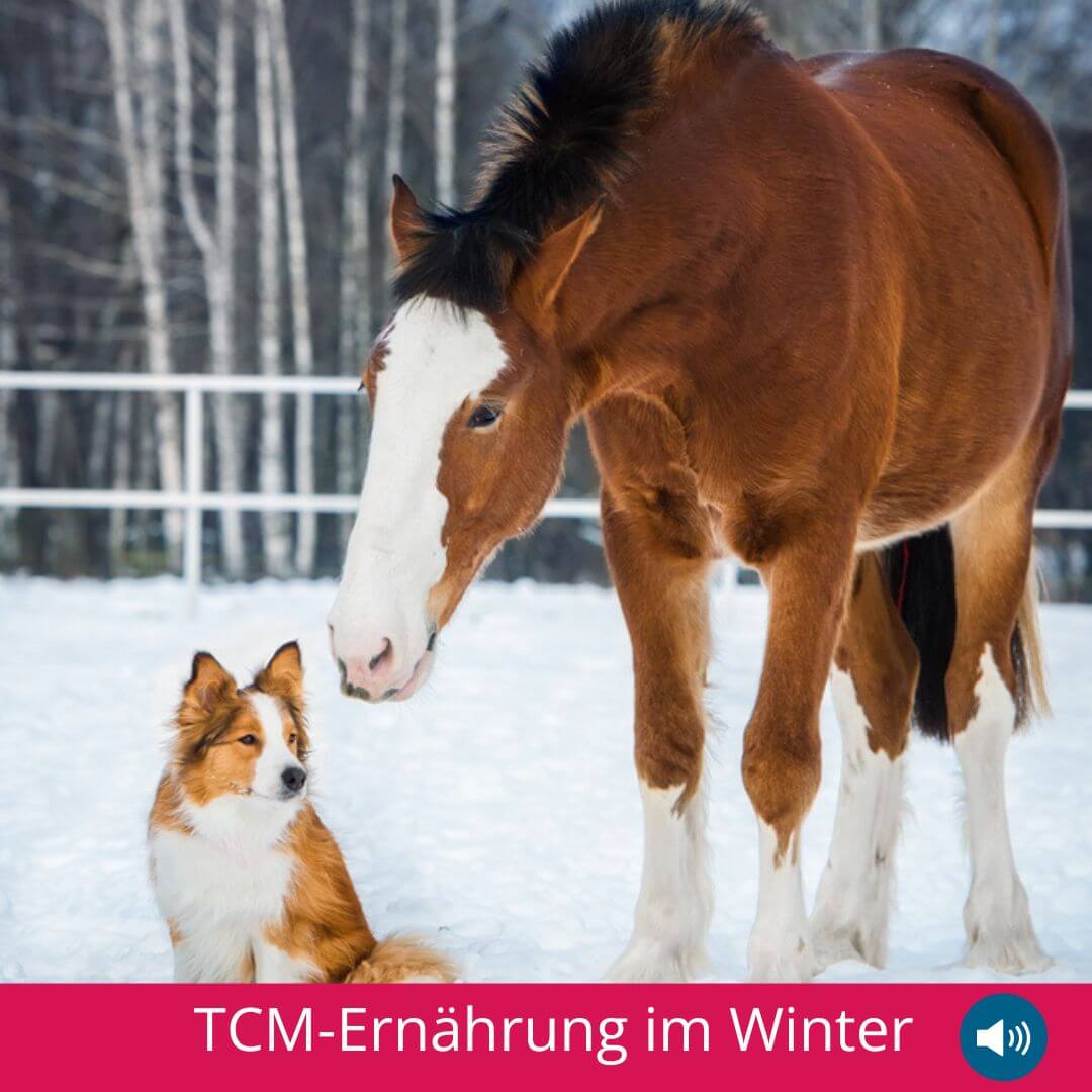 Natalie Klug TCM Ernährung Winter podcast tiertcmsmartandeasy