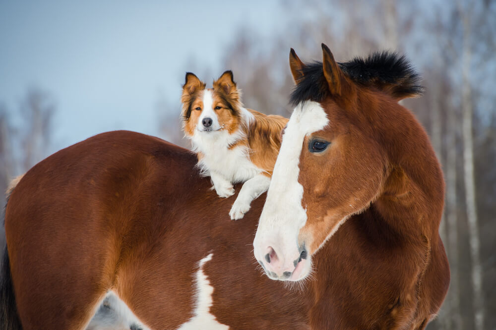 Pferd und Hund Kälte Bi-Syndrom Natalie Klug